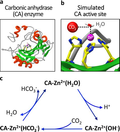 carbonic anhydrase|carbonic anhydrase enzyme present in.